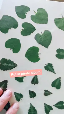 Dried flowers and leaves for resin pieces 🌸🍃 #driedflowers #resin #tiktokartist #process #dryingflowers #newtechnique #etsyseller