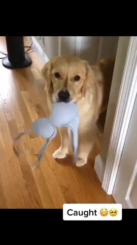 #dogs #goldenretriever #pups #foryou #foryoupage #fyp #puppies #puppiesoftiktok #dogsoftiktok #lovedogs #cutedogs #tiktokdogs #aww #cute #doggo #doggy