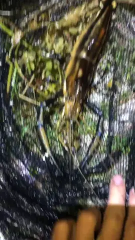 Catching giant native prong shrimp! #foryou#fyp#florida#fishing#big￼