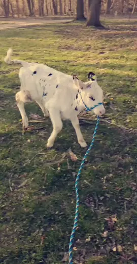 I will forever use this sound for her!🥰🥺 #foryou #cowmom #farmer #babymoo #calf #cowsoftiktok #farmersoftiktok #cutenessoverload #imyourbiggestfan