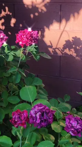 #fyp #foryoupage #gotthisforyou #familytime #thistooktoolong