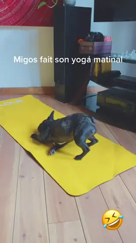 Migos se détend avec la pratique du yoga #yoga #chien #dog #ilovedog #detente