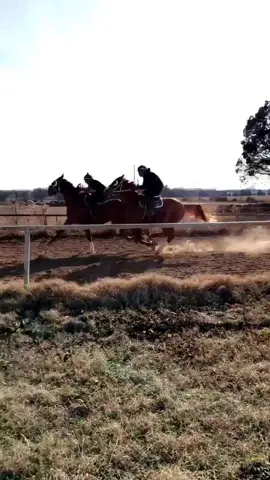 #racehorse #quarterhorse #racing #foryou #fast