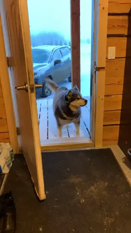 the struggle. #alaskanmalamute #alaskanmalamutepuppy #puppy #canada #countrylife #guessmyprovince #snowdog