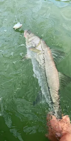 #fyp #fish #snook