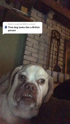 Reply to @coopinator9000 #fyp #dog #british
