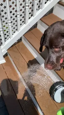 He loves water #MomsofTikTok #makemomsmile #fyp #xyzbca #puppy