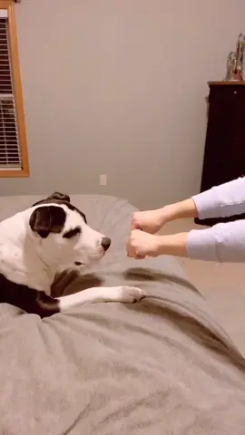 #pitbull #smartypants #dogsoftiktok #fyp #foryoupage