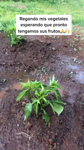 #viral #plantando #vegetales_garden #vegetales #vegetals