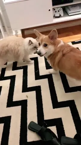 Eu AMO esse vídeo 🤣🤣🤣  #corgi #ragdoll #dogandcat