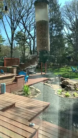 Squirrel Spin Cycle (via Randy L) #squirrel #birdfeeder #spin #dizzy #animal