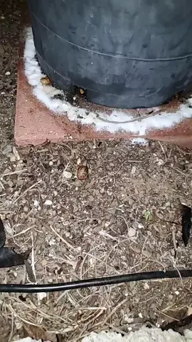 My war with the snail population of San Diego continues. #snail #gardening #gardenlife #warzone #salty