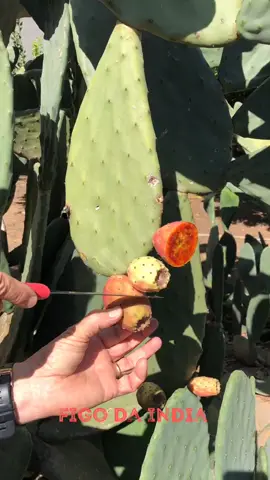 Excelente Fruta.