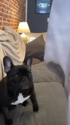 Master has given Dobby a sock #InTheHouseparty #frenchie #frenchbulldog #puppy #fyp