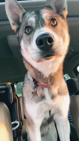 #dogsoftiktok#beautifuldog#tiktok