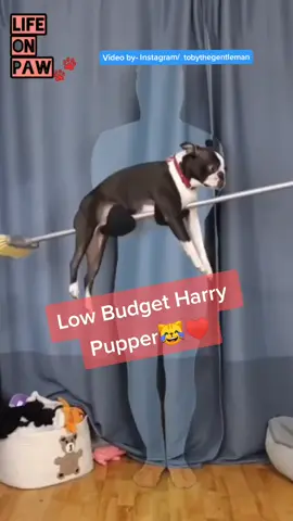 Low budget Harry Pupper featuring IG/tobythegentleman 👐 #harrypupper #harrypotter #cutedog #dogsoftiktok #fyp