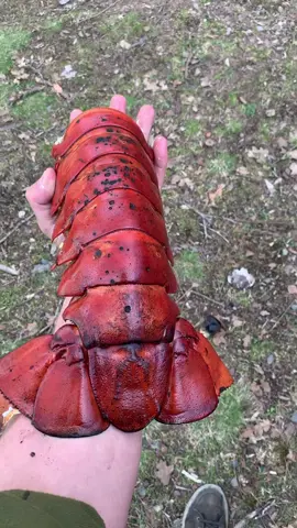 Lobster lifting, how to you work out?
