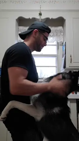 dancing some bachata with babygirl💕🐺 #favoritesongs #tiktokpuertorico #hispanics #latinos #bachata #bachatachallenge #huskylove #dogsoftiktok #kiss
