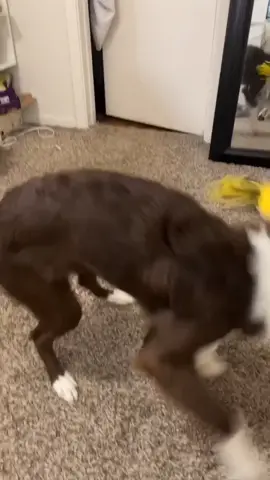 My little crackhead❤️#EatEmUp #poseathome #InTheHouseparty #tiktokgraduation #TossYourCap #yearbook2020 #CookingHacks #wipeitdown #fyp #foryou #aussie