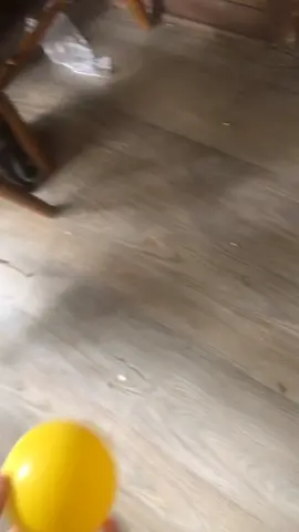 #fyp #catsoftiktok