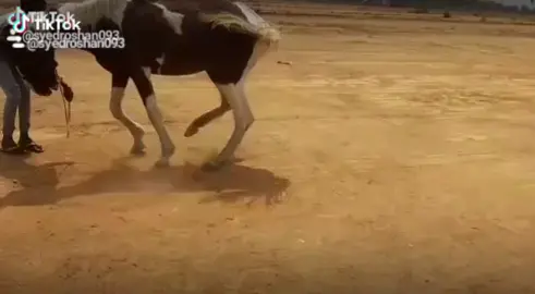 my horse🐴🐴🐎🐎🐎💖