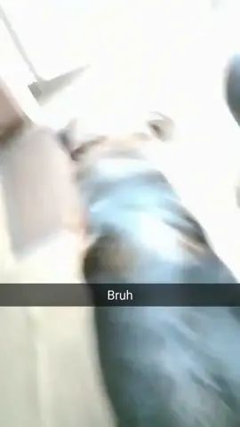 ME WHEN I HEAR THE QUARANTINE IS OVER...don’t worry the dog is fine, the door isn’t. (via Jacob G) #dog #door #fail #animals #quarantine #coronavirus