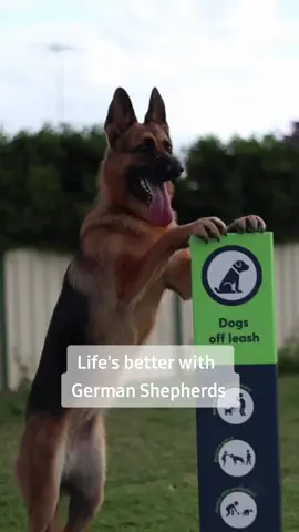 Life's better with German Shepherds @rex_n_phoenix @manaiathegsd #germanshepherd #dogsoftiktok #dogs #doggo