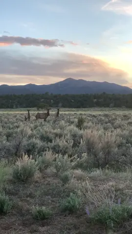 Haha #enya and #elk 👊🏼 that’s relaxing! #wildlife #nature #sunset #relaxing