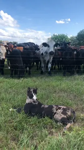 Farm life #prestigiousbullies #americanbully #pitbulllove #foryoupage #fyp #InTheHouseparty