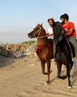 خيل وفرسان❤
