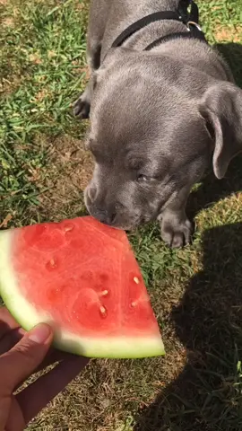 #staffy #dogsotiktok #foryoupage #dog #staffysoftiktok #puppy
