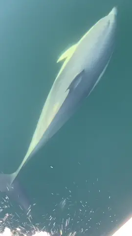 🐬 #fishing #saltwaterfishing #foru #fu #fishingchallenge #icefishing #fish #dolphin #ocean#shark