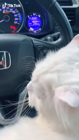 kucing nakalll #fyp #tiktokindonesia #catlover #catinthecar #petlover #mudikonline #whitecat