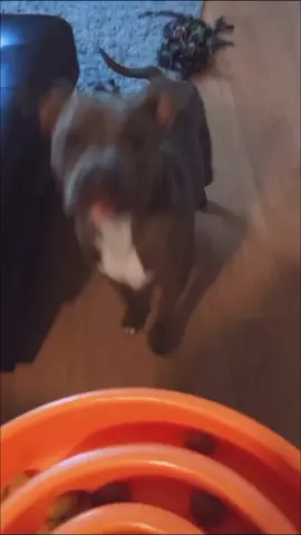 Morning Routine 😂 #funnydogvideos  #pitbullsoftiktok #pitbullmom  #homeroutine