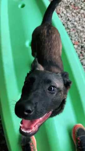 She wanted to bite me so bad 😂 Korona V #wholeninek9 #belgianmalinois #dallask9
