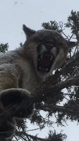 Mtn. Lion season can’t come soon enough! #foryou #forhunters
