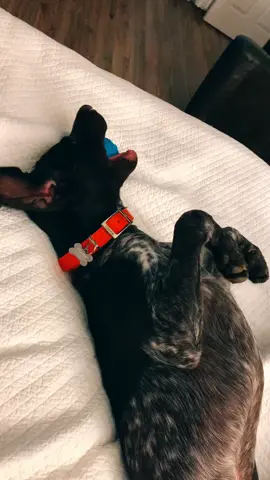 He’s so tired #foryoupage #zyxcba #got2bhome #littlethings #eatemup #puppy #tiktokgraduation