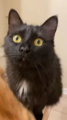 Gurl I’m already Pretty #dontneedafilter #imgorgeous #imbeautiful #ownit #homeroutine #foryou #cats #catsoftiktok #PetsOfTikTok #bepositive