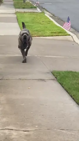 Nothing scares the knees more than a 135lb Cane Corso running full speed at you #canecorso #woofwoof #fyp #canecorsopuppy #lovedogs