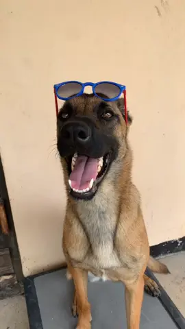 I feel cool right now 😎! #bananadrop #foryoupage #foryou #fyp #the_malinois_bella_ #pawsitivesquad #dogsoftiktok #theshepherdgang #dogs