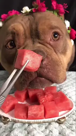 #asmr wonderful chew on watermelon,so sweet😍#fyp #petlover #dog #asmrsounds #foryou #foryoupage