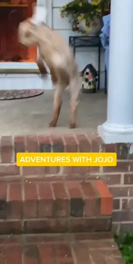 adventures with JoJo 🥺 #thegoat #esportsforall #tiktokwellness #fyp #foryoupage #happygoat #animals #tiktok #goats