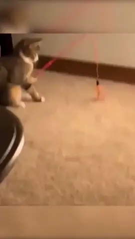 #cat #foryou #fyp #funny #pet