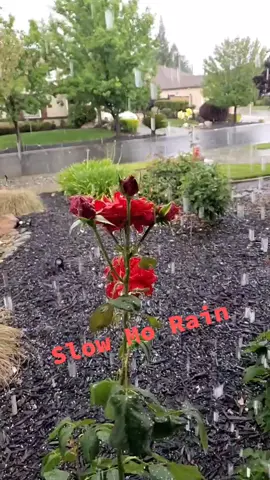 Love the rain especially in #slowmotion #rainphotos #fyp