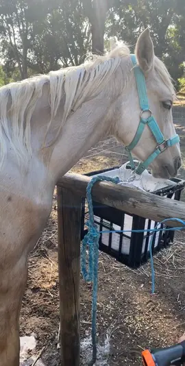 Oddly Satisfying 😍 #fyp #horse #foal #oddlysatisfying #tiktokwellness #dinoday #esportsforall #satisfying