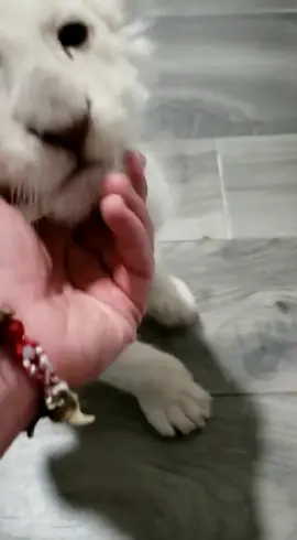 #leon #lioncubs #lioncub #pets #comercializadorabugs #babycute #lion #fyp #whitelioncub #white #albino #bebe #song #exoticpets #mascotacheck #mascotas