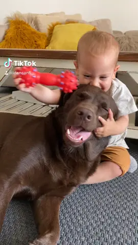 👶🏼❤️🦮 #chocolatelab #labradorretriever