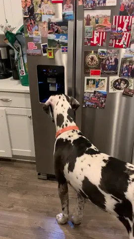 Miss you boy. #greatdane