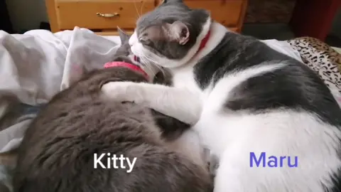 Kitty y Maru #gatitos #yomequedoencasa. @erickseffio @li._.mari