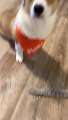 That means my toys get to stay all over! #corgi #corgisoftiktok #tiktokpets #foryou #fyp